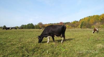 Жительница Чувашии хотела продать корову, но лишилась всех своих сбережений