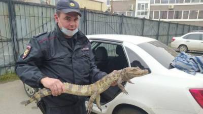 В Вологде условно освобожденный мужчина пришел в полицию с крокодилом, чтобы переехать