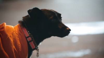 Собака помогает португальским уборщикам следить за чистотой города.