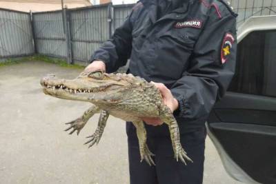 Судимый вологжанин пришел в полицию с крокодилом, чтобы ему разрешили переехать в Сочи