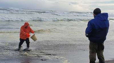 В загрязнении океана на Камчатке обвинили водоросли