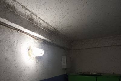 В подъезде жилого дома в Рязани засняли полчище комаров