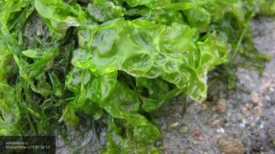 Токсичные водоросли назвали основной версией загрязнения залива на Камчатке