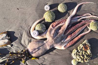 Учёные назвали причину массовой гибели морских животных на Камчатке