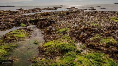 Токсичные водоросли могли стать причиной инцидента в Авачинском заливе