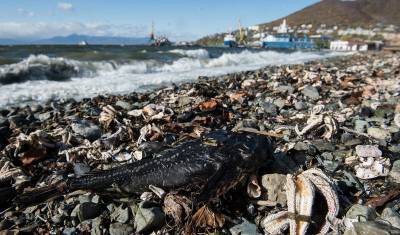 Губернатор Камчатки согласился с версией загрязнения океана токсичными водорослями
