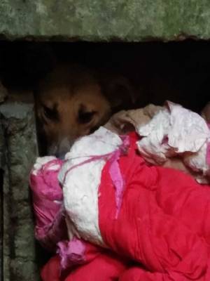 Волонтерам удалось спасти собаку, которая полгода просидела в шахте закрытого завода