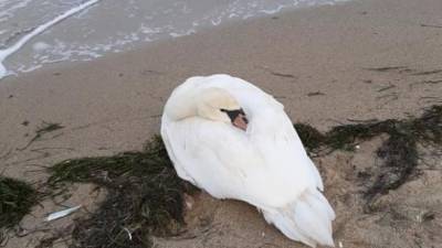 На одесском пляже спасли лебедя
