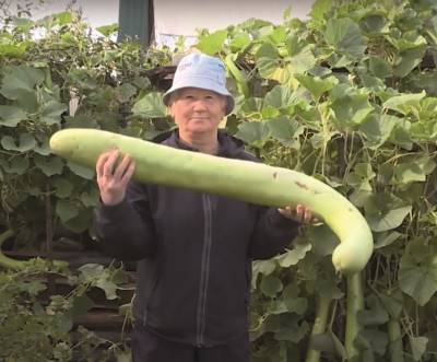 Гиганты на огороде. Жительница Ульяновска собрала урожай чудо-кабачков