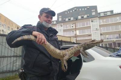 «Гоше холодно, нужно в Сочи»: бывший зек просит полицию отпустить его с крокодилом на юг
