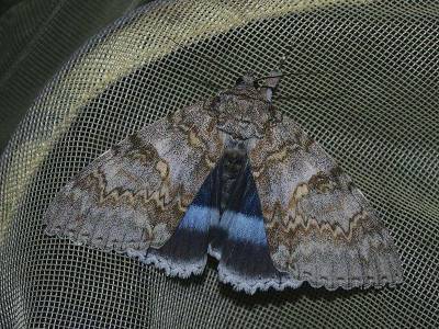 В Чернобыльский заповедник прилетела бабочка размером с птицу