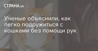 Ученые объяснили, как легко подружиться с кошками без помощи рук