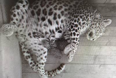 Два котёнка родились в сочинском центре восстановления леопарда на Кавказе