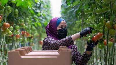 Производители органики просят о господдержке сектора сельского хозяйства