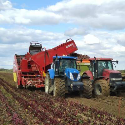 40 тысяч тонн картофеля заложили на хранение в Сахалинской области