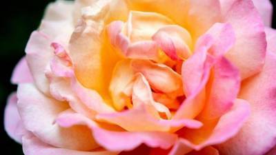 Как спасти розу от преждевременного увядания с помощью воздушного шарика