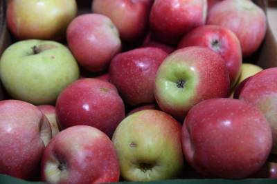 Волгоградцы узнали, когда собирать зимние яблоки