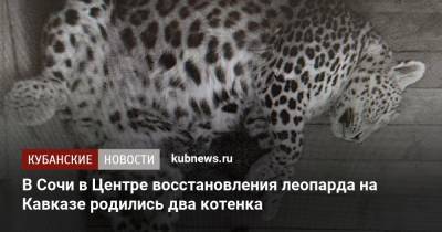 В Сочи в Центре восстановления леопарда на Кавказе родились два котенка