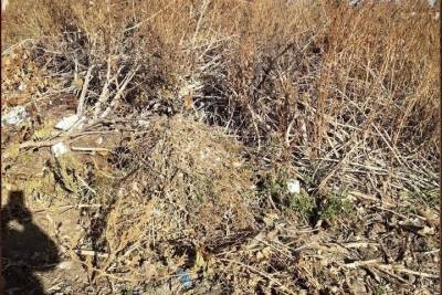 Трупы животных и куча мусора: жители Светлинского района жалуются на беспорядок