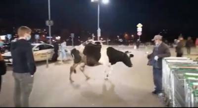 В гипермаркет Ярославля пришла корова: видео