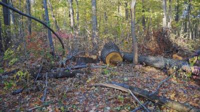 Столетние дубы срубил 34-летний липчанин в заповеднике