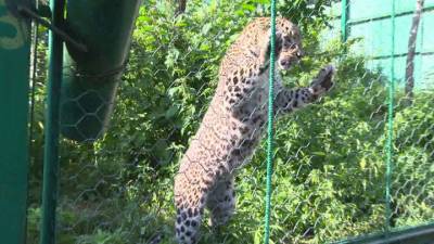 Пара леопардов в сочинском Центре восстановления стала родителями в четвертый раз