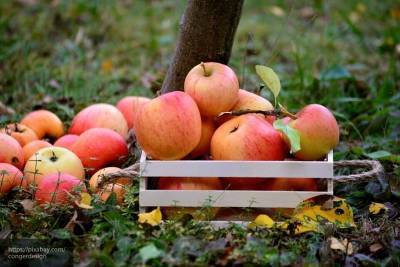 Немецкие эксперты развенчали ТОП-5 мифов о яблоках