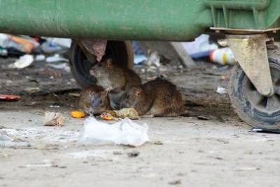 Уфимцы пожаловались на нашествие крыс возле мусорных контейнеров