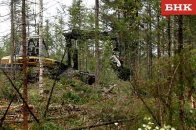 В Коми ограничили вырубку леса вокруг населенных пунктов