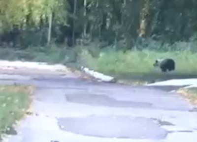 В Челябинской области медведь пришел на территорию детского лагеря