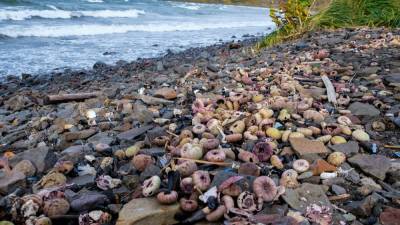 Ученые сочли вероятной версию загрязнения Камчатки водорослями