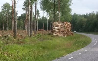 Немецкая программа: В Эстонии вырубка леса увеличилась на почти 50%