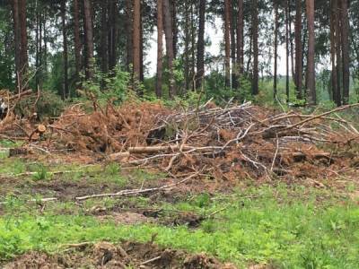 На Южном Урале требуют наказать главу поселения за незаконные рубки деревьев в заказнике