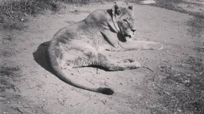В Пензенском зоопарке умерла 23-летняя львица Дайана