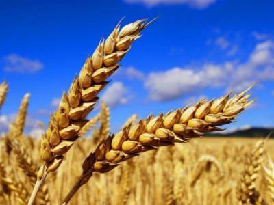СМИ Литвы: «Россия вытесняет нас с рынка зерна»