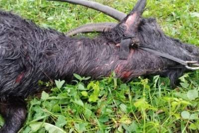 Собаки загрызли трех коз в Печорском районе