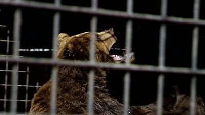 В Башкирии жители спасли брошенного медведя