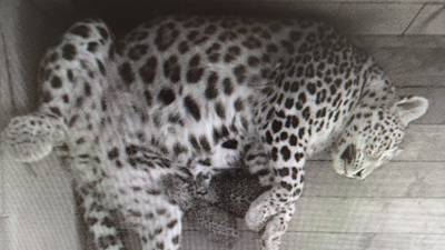 В Сочи родились два котёнка леопарда