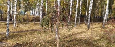 В Светлоярском парке Нижнего Новгорода заменили по гарантии 60 деревьев