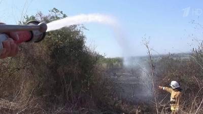 Сразу в трех сирийских провинциях идет борьба с природными пожарами