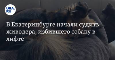 В Екатеринбурге начали судить живодера, избившего собаку в лифте