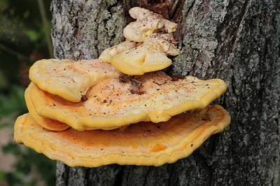 Ученые: Древесный гриб может помочь в лечении псориаза и атопического дерматита