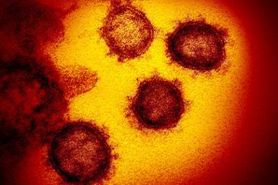 Российский эпидемиолог оценил вероятность резкого исчезновения коронавируса