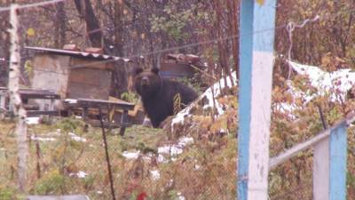Власти предупредили жителей Кузбасса о медведях