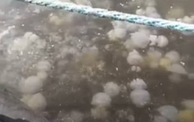 Нашествие медуз в Одессе показали на видео, жители напуганы: "Не осталось свободного места"