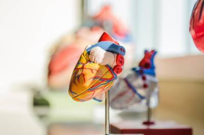 Российские ученые сделали научный прорыв в изучении сердечного фиброза