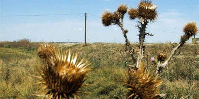Россельхознадзор обнаружил в Орловской области 11,2 тыс. гектаров заросшей пашни