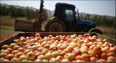 Экспорт грузинских яблок увеличился в шесть раз по сравнению с 2019 годом