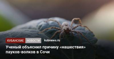 Ученый объяснил причину «нашествия» пауков-волков в Сочи