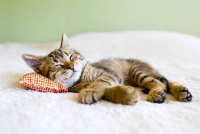 Почему кошка любит спать в хозяйской постели?